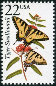 Eastern Tiger Swallowtail (Papilio glaucus)