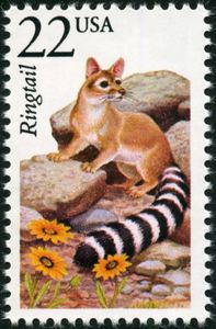 Ringtail (Bassariscus astutus)