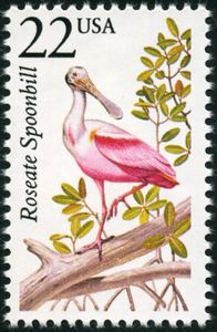 Roseate Spoonbill (Platalea ajaja)
