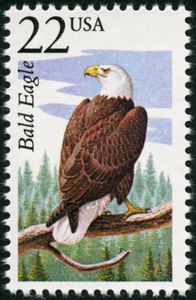 Bald Eagle (Haliaeetus leucocephalus)