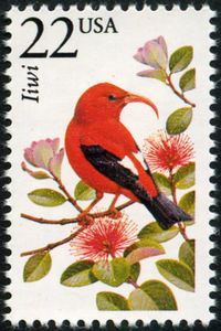 I'iwi (Drepanis coccinea)
