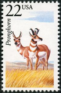 Pronghorn (Antilocapra americana)