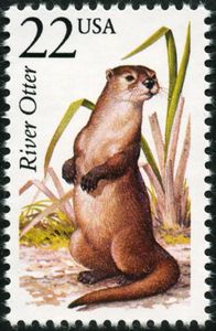 North American River Otter (Lontra canadensis)