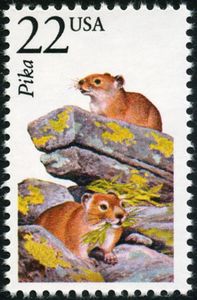 Collared Pika (Ochotona collaris)