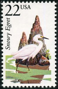 Snowy Egret (Egretta thula)