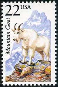 Rocky Mountain Goat (Oreamnos americanus)