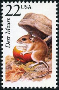 Eastern Deer Mouse (Peromyscus maniculatus)