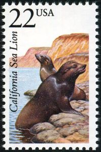 California Sea Lion (Zalophus californianus)