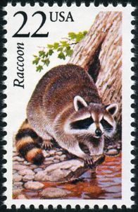 Raccoon (Procyon lotor)