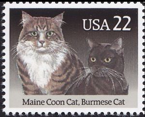 Maine Coon and Burmese Cats
