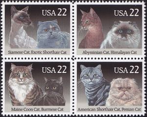 Domestic Cats