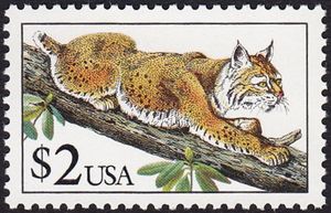Bobcat (Lynx rufus)