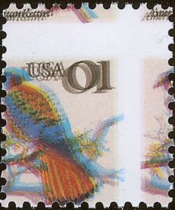 American Kestrel (Falco sparverius)