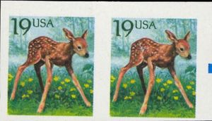 White-tailed Deer (Odocoileus virginianus)