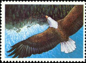 Bald Eagle (Haliaeetus leucocephalus)