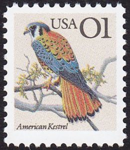 American Kestrel (Falco sparverius)