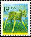 White-tailed Deer (Odocoileus virginianus)