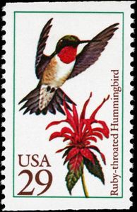 Ruby-throated Hummingbird (Archilochus colubris)