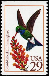 Broad-billed Hummingbird (Cynanthus latirostris)