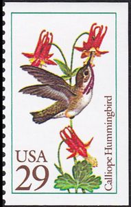 Calliope Hummingbird (Selasphorus calliope)