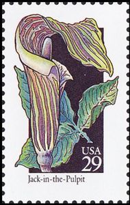 Jack-In-The-Pulpit (Arisaema triphyllum)