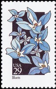 Bluets (Houstonia caerulea)