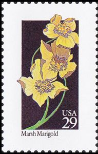 Marsh Marigold (Caltha palustris)