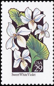 Sweet White Violet (Viola blanda)