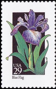 Blue Flag (Iris versicolor)