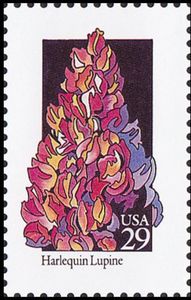 Harlequin Lupine (Lupinus stiversii)