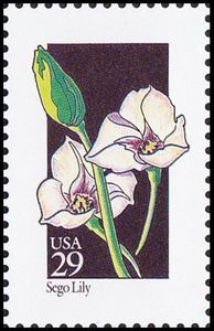 Sego Lily (Calochortus nuttallii)