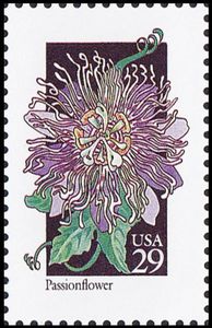 Passion Flower (Passiflora sp.)