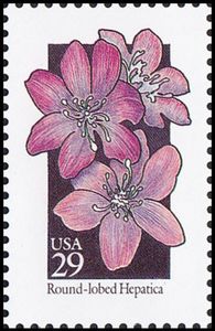 Round-lobed Hepatica (Anemone americana)