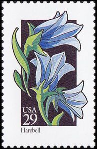 Harebell (Campanula rotundifolia)
