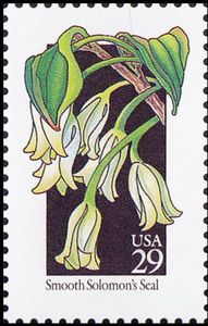 Smooth Solomon's Seal (Polygonatum biflorum)