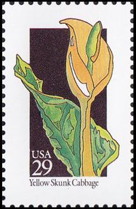 Yellow Skunk Cabbage (Lysichiton americanus)