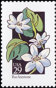 Rue Anemone (Thalictrum thalictroides)