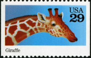 Giraffe (Giraffa camelopardalis)
