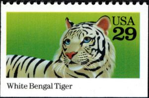 White Bengal Tiger (Panthera tigris tigris)