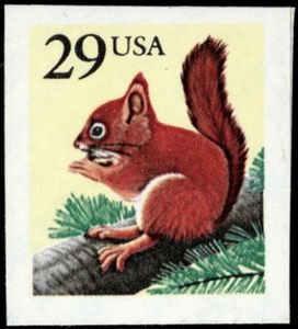 North American Red Squirrel (Tamiasciurus hudsonicus)