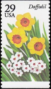 Daffodil