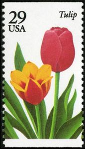 Tulip