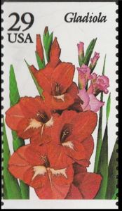 Gladiola
