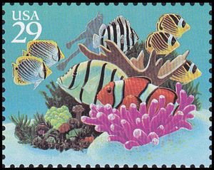 Diver, Coral