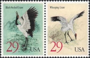 Whooping Crane (Grus americana), Black-necked Crane
