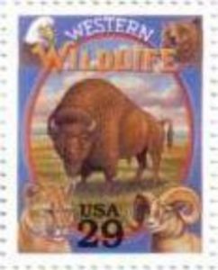 Western Wildlife - American Bison (Bos bison)