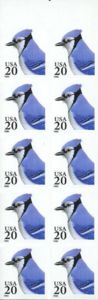 Blue Jay (Cyanocitta cristata) - Pane