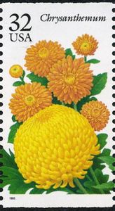Chrysanthemum