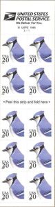 Blue Jay (Cyanocitta cristata) - Pane