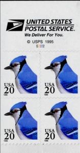 Blue Jay (Cyanocitta cristata) - Pane